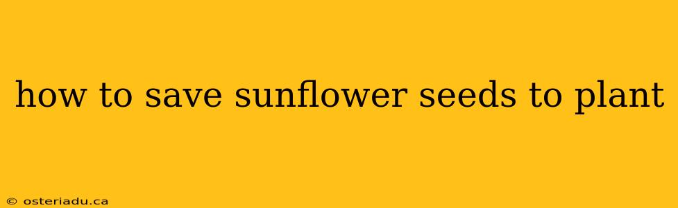 how to save sunflower seeds to plant