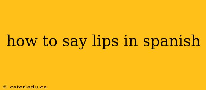 how to say lips in spanish