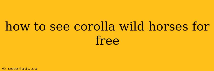 how to see corolla wild horses for free