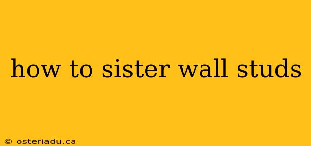 how to sister wall studs