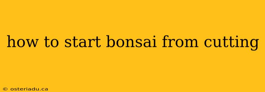 how to start bonsai from cutting