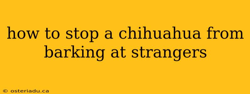 how to stop a chihuahua from barking at strangers