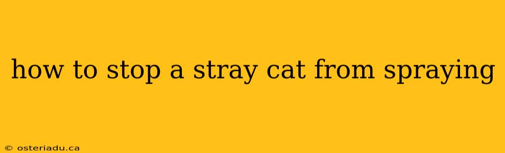 how to stop a stray cat from spraying