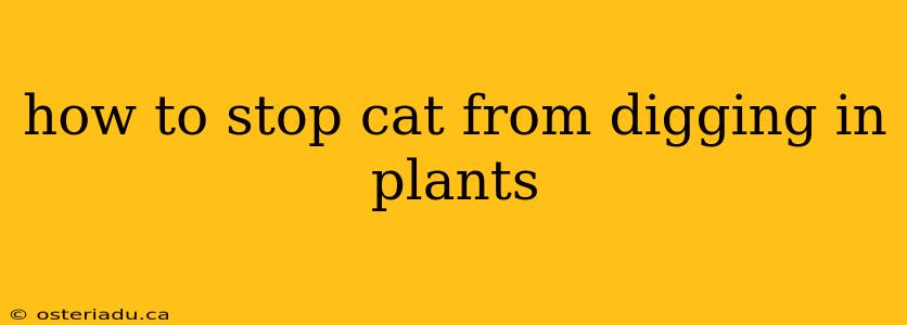 how to stop cat from digging in plants