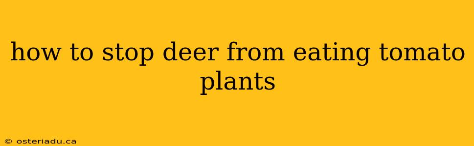 how to stop deer from eating tomato plants