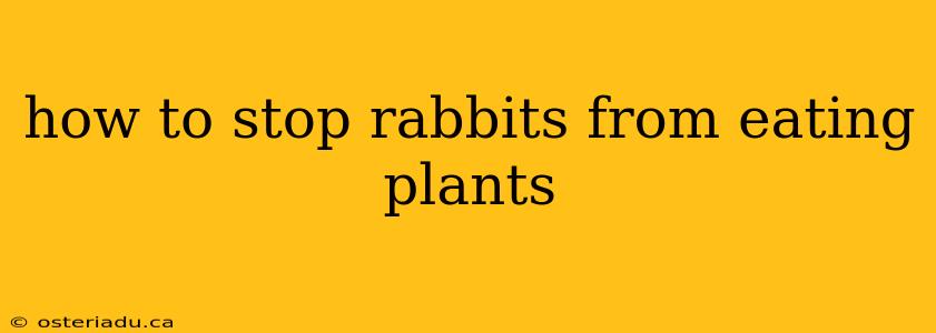 how to stop rabbits from eating plants