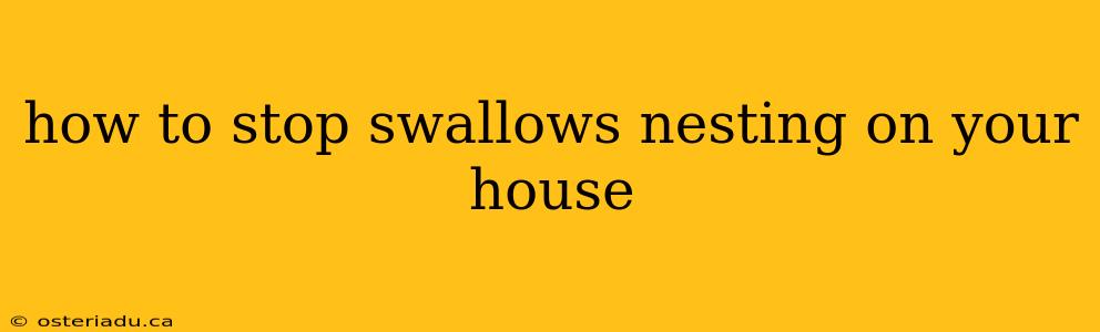 how to stop swallows nesting on your house