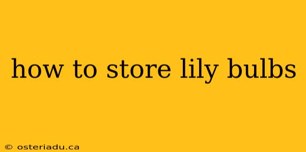 how to store lily bulbs