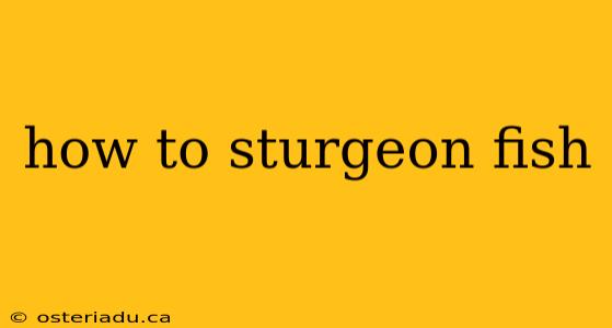 how to sturgeon fish