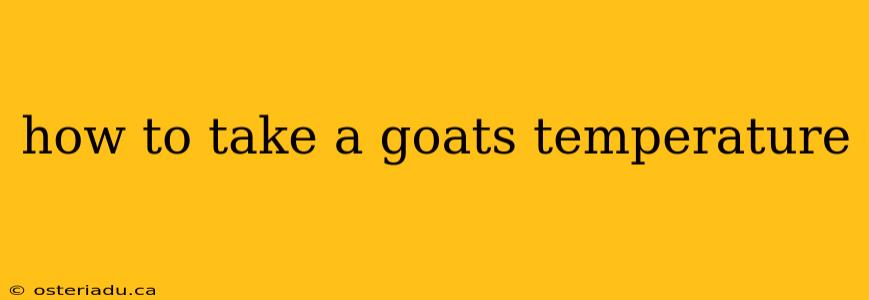 how to take a goats temperature