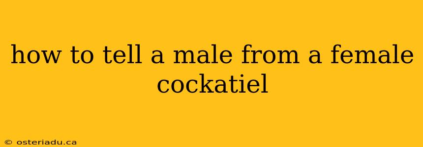 how to tell a male from a female cockatiel