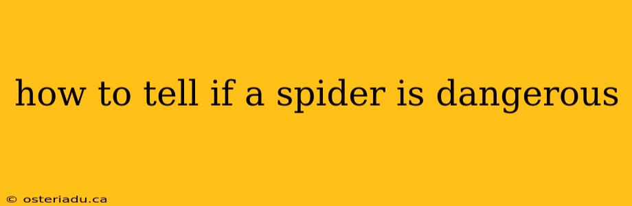 how to tell if a spider is dangerous