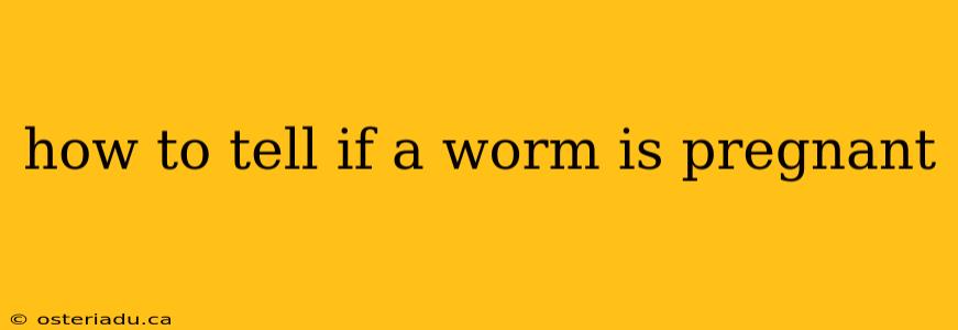 how to tell if a worm is pregnant