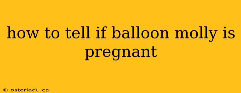 how to tell if balloon molly is pregnant