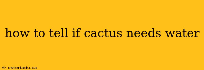 how to tell if cactus needs water