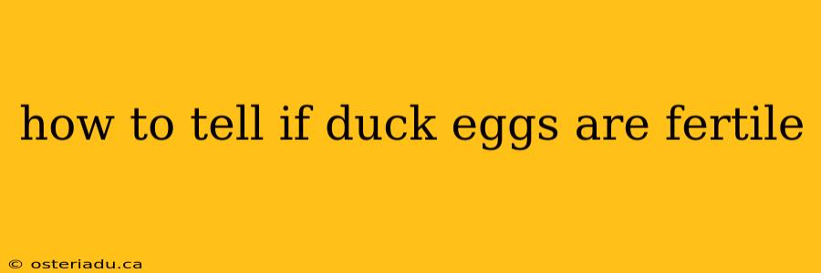 how to tell if duck eggs are fertile