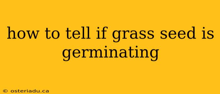 how to tell if grass seed is germinating