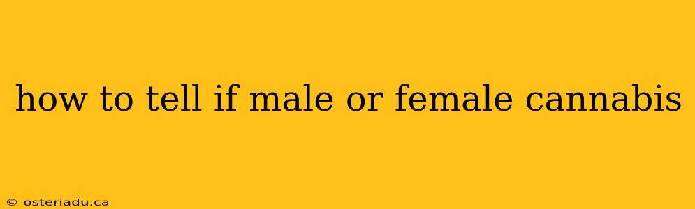 how to tell if male or female cannabis