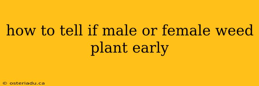 how to tell if male or female weed plant early