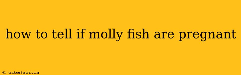 how to tell if molly fish are pregnant