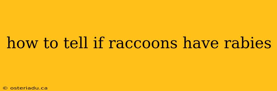 how to tell if raccoons have rabies