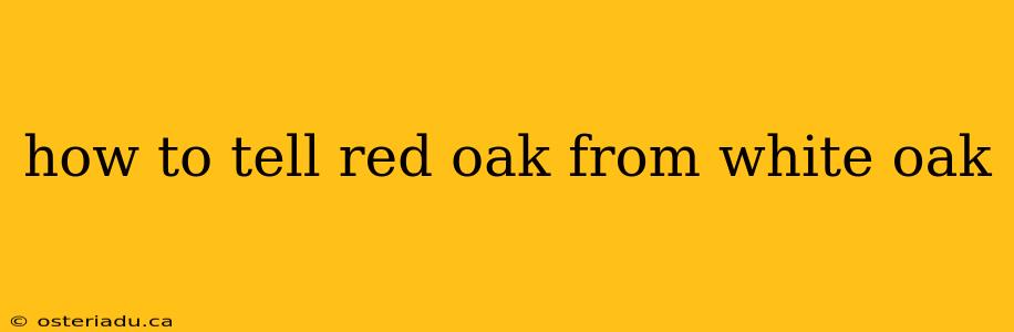 how to tell red oak from white oak