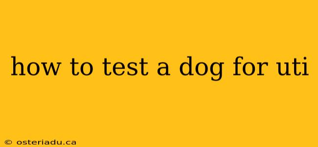 how to test a dog for uti