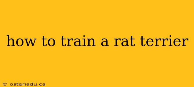 how to train a rat terrier