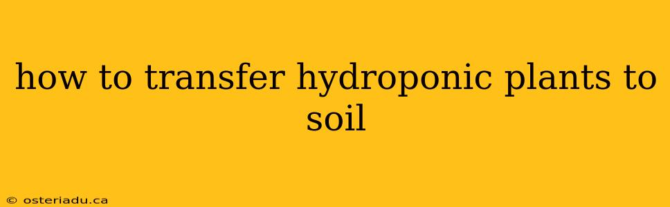 how to transfer hydroponic plants to soil