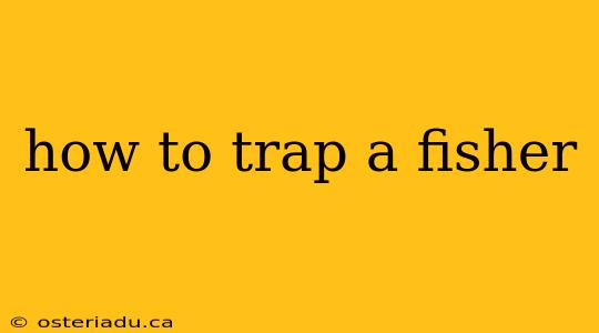 how to trap a fisher