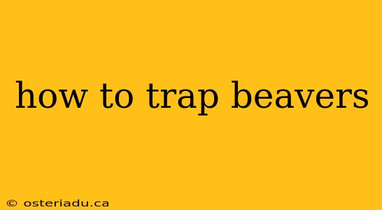 how to trap beavers