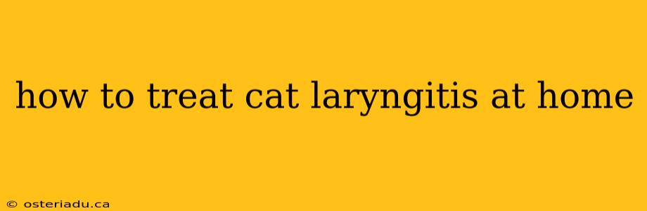 how to treat cat laryngitis at home