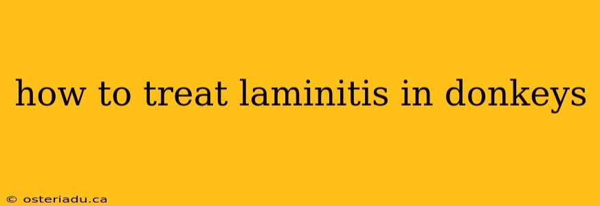 how to treat laminitis in donkeys