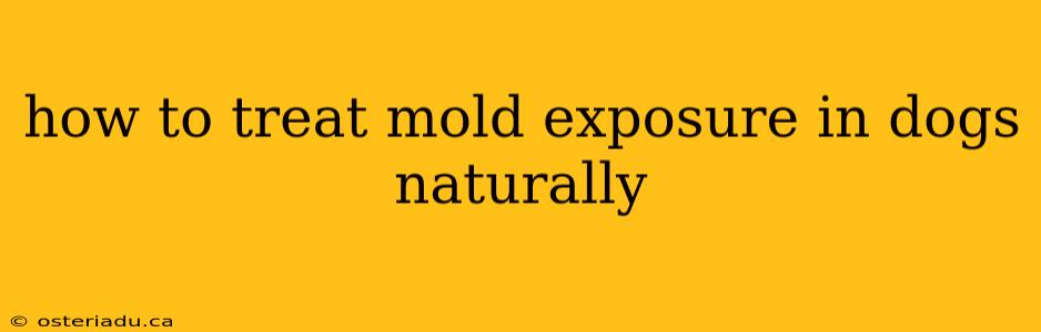 how to treat mold exposure in dogs naturally