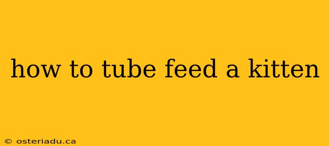 how to tube feed a kitten