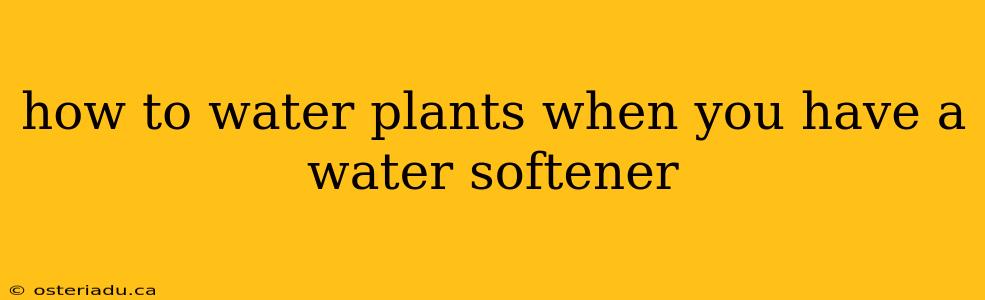 how to water plants when you have a water softener