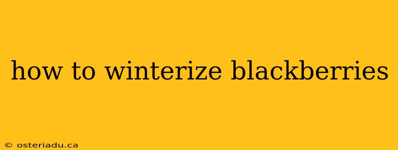 how to winterize blackberries